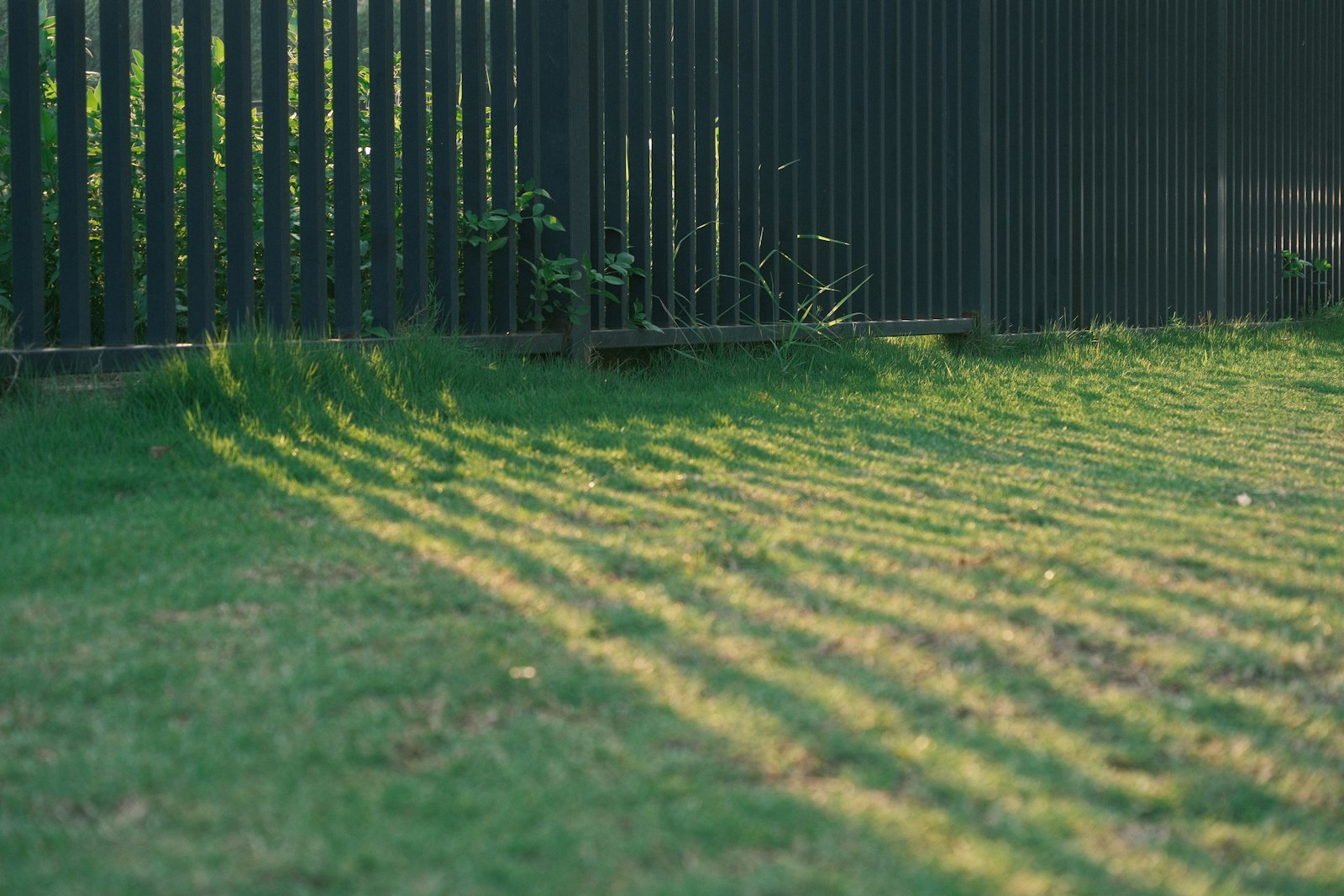 Cedar privacy fence running along a freshly mowed residential lawn at sunset.